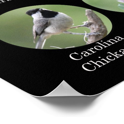 裏庭の鳥のポスター ポスター (角)