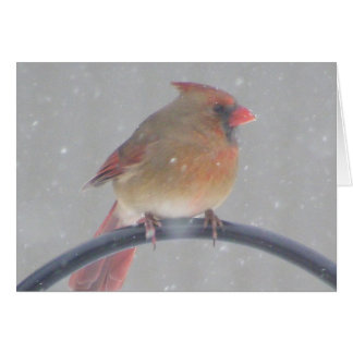 裏庭の（鳥）ショウジョウコウカンチョウ
