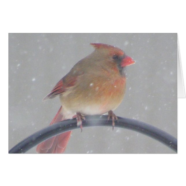 裏庭の（鳥）ショウジョウコウカンチョウ (正面横)