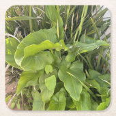 裏庭ガーデンクローズアップ屋外自然写真 スクエアペーパーコースター (正面)