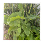 裏庭ガーデンクローズアップ屋外自然写真 タイル (正面)