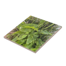 裏庭ガーデンクローズアップ屋外自然写真 タイル