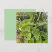 裏庭ガーデンクローズアップ屋外自然写真 ノートカード (正面/裏面)