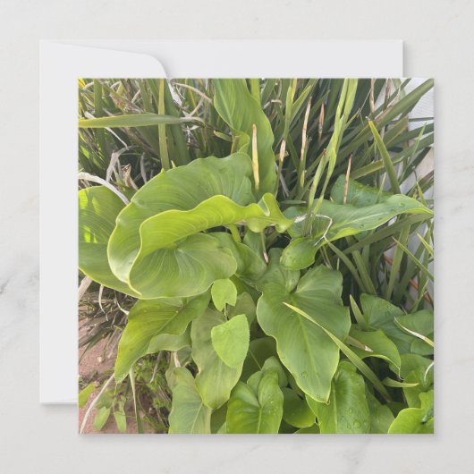 裏庭ガーデンクローズアップ屋外自然写真 ノートカード (正面)