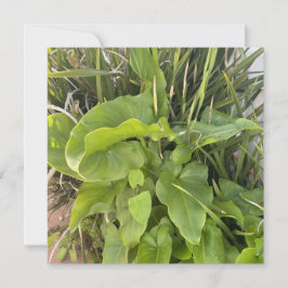 裏庭ガーデンクローズアップ屋外自然写真 ノートカード