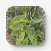 裏庭ガーデンクローズアップ屋外自然写真 ペーパープレート (正面)