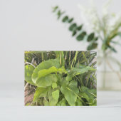 裏庭ガーデンクローズアップ屋外自然写真 ポストカード (スタンド正面)