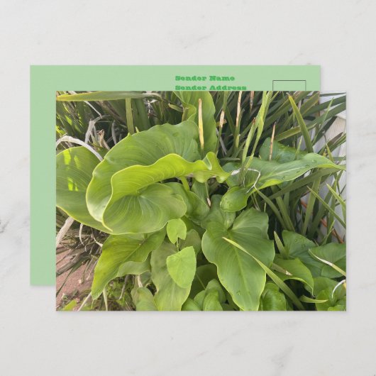 裏庭ガーデンクローズアップ屋外自然写真 ポストカード (正面/裏面)