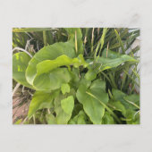 裏庭ガーデンクローズアップ屋外自然写真 ポストカード (正面)