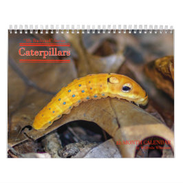 裏庭シリーズ幼虫のカレンダー カレンダー