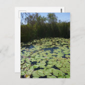 裏返しリリーパッド ポストカード (正面/裏面)