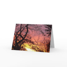 裸木カラフルの間の夕日