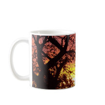 裸木カラフルの間の夕日