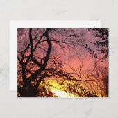 裸木カラフルの間の夕日 ポストカード (正面/裏面)