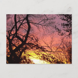 裸木カラフルの間の夕日 ポストカード