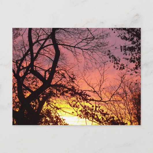 裸木カラフルの間の夕日 ポストカード (正面)