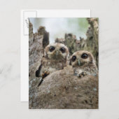 裸足のフクロウまたはキューバスクリーチフクロウ ポストカード (正面/裏面)