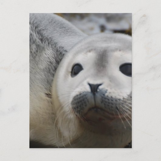 製カスタマイズ品 ポストカード (正面)