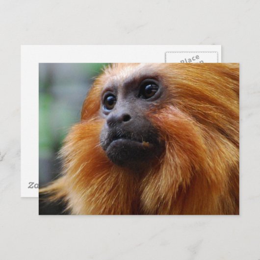 製品をカスタマイズする ポストカード (正面/裏面)