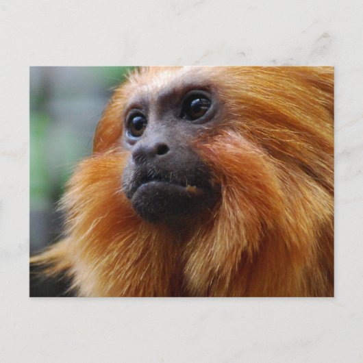 製品をカスタマイズする ポストカード (正面)