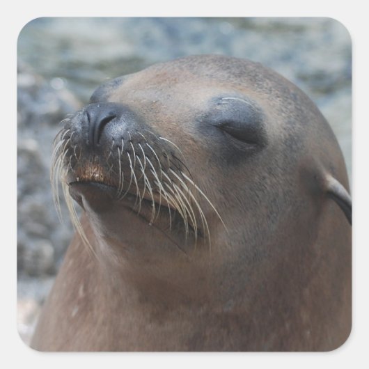 製品カスタマイズ スクエアシール (正面)