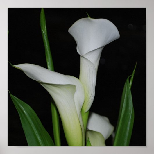 製品カスタマイズ ポスター (正面)