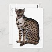 製品カスタマイズ ポストカード (正面/裏面)