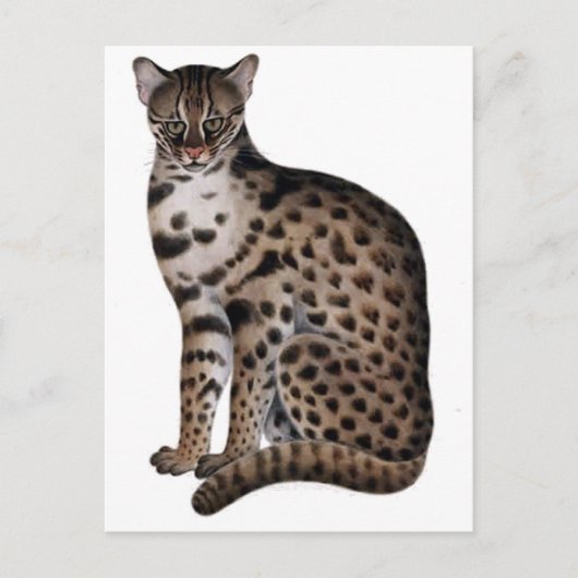 製品カスタマイズ ポストカード (正面)