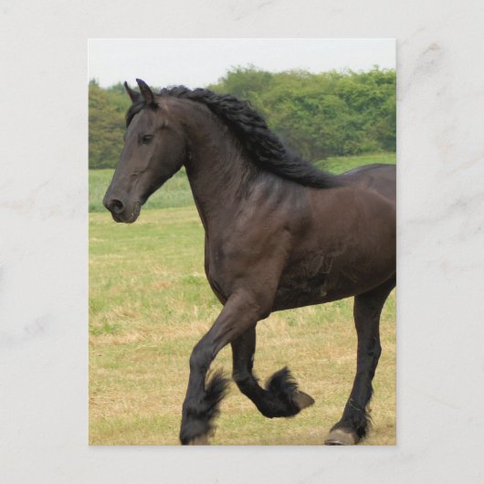 製品カスタマイズ ポストカード (正面)