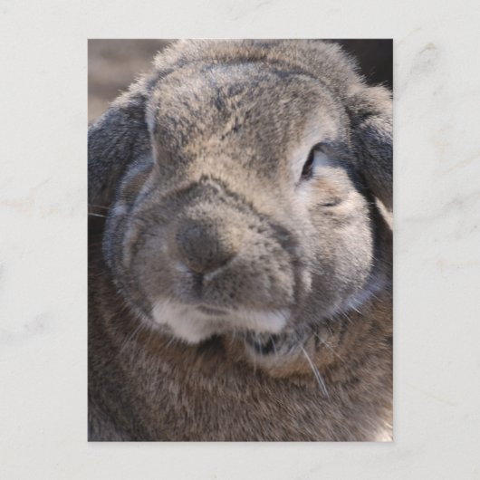 製品カスタマイズ ポストカード (正面)