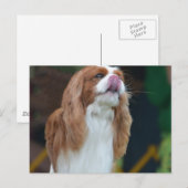 製品カスタマイズ ポストカード (正面/裏面)