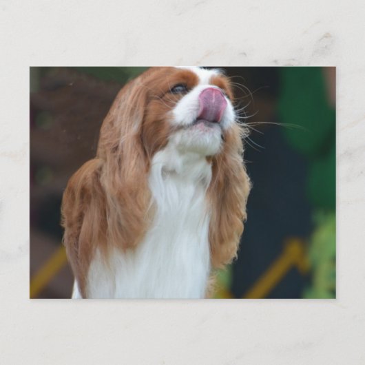 製品カスタマイズ ポストカード (正面)