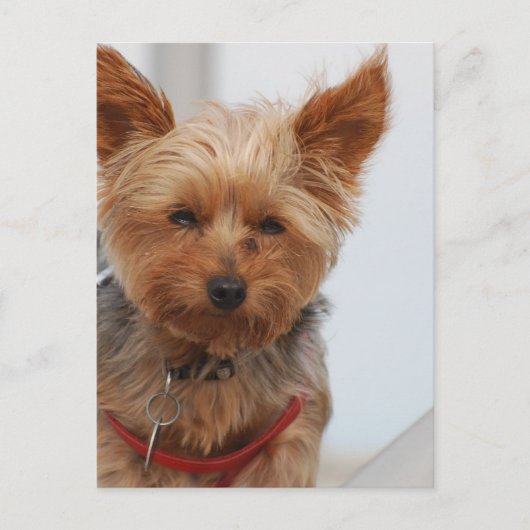 製品カスタマイズ ポストカード (正面)