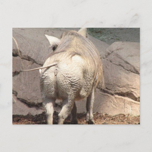 製品カスタマイズ ポストカード (正面)