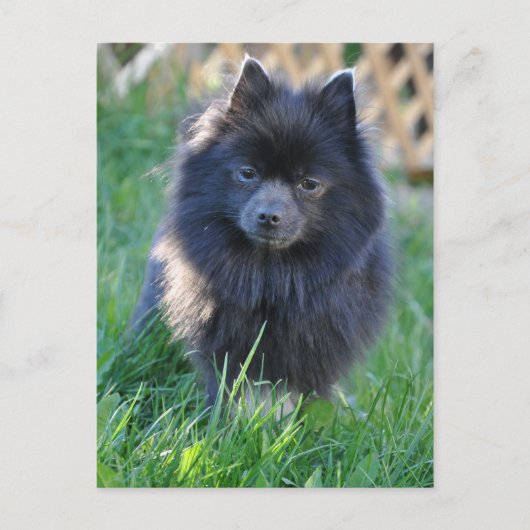 製品カスタマイズ ポストカード (正面)