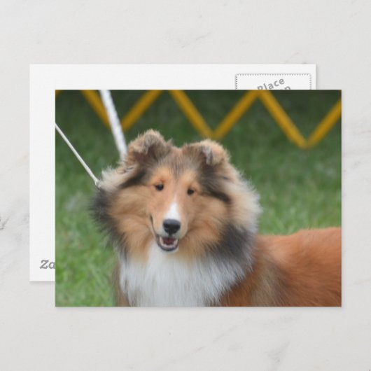 製品カスタマイズ ポストカード (正面/裏面)