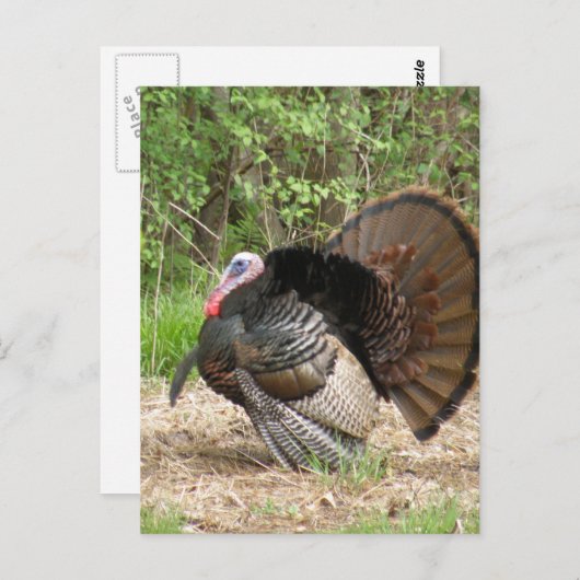 製品カスタマイズ ポストカード (正面/裏面)