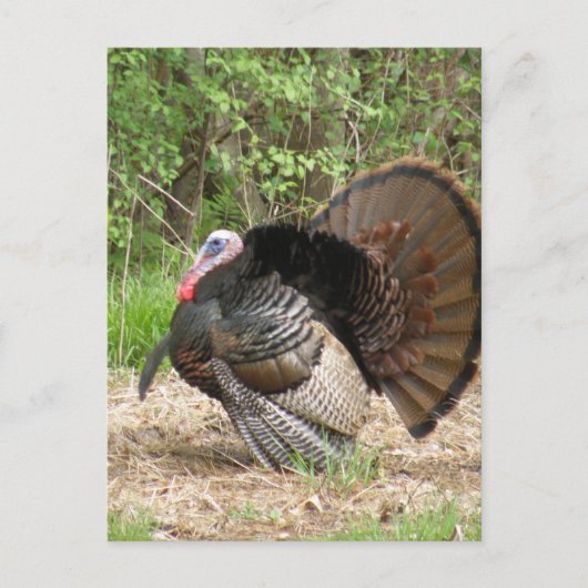 製品カスタマイズ ポストカード (正面)