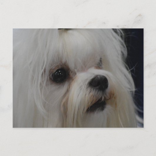 製品カスタマイズ ポストカード (正面)