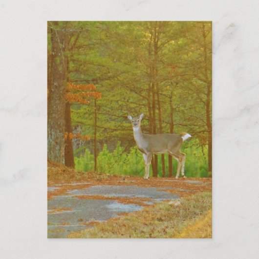 製品カスタマイズ ポストカード (正面)