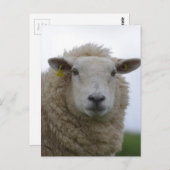 製品カスタマイズ ポストカード (正面/裏面)