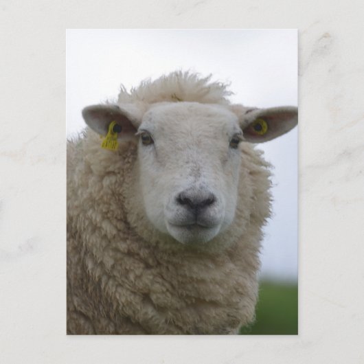 製品カスタマイズ ポストカード (正面)