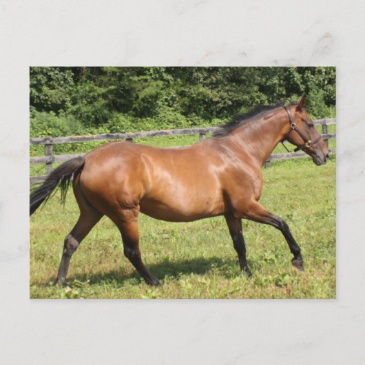 製品カスタマイズ ポストカード (正面)