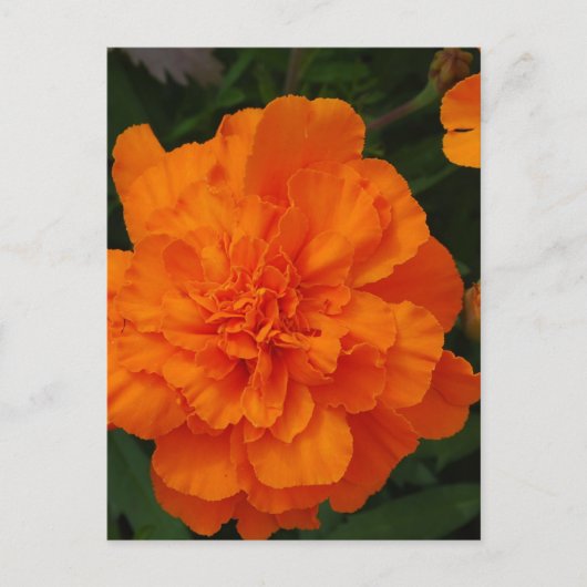 製品カスタマイズ ポストカード (正面)