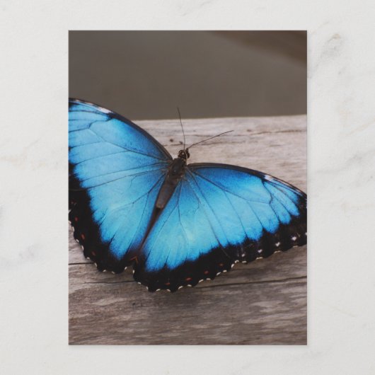 製品カスタマイズ ポストカード (正面)