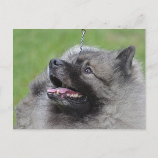 製品カスタマイズ ポストカード (正面)