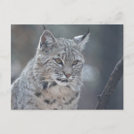 製品カスタマイズ ポストカード (正面)