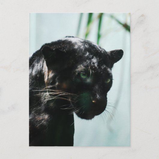 製品カスタマイズ ポストカード (正面)