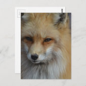 製品カスタマイズ ポストカード (正面/裏面)