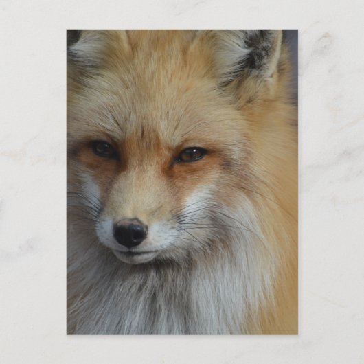 製品カスタマイズ ポストカード (正面)